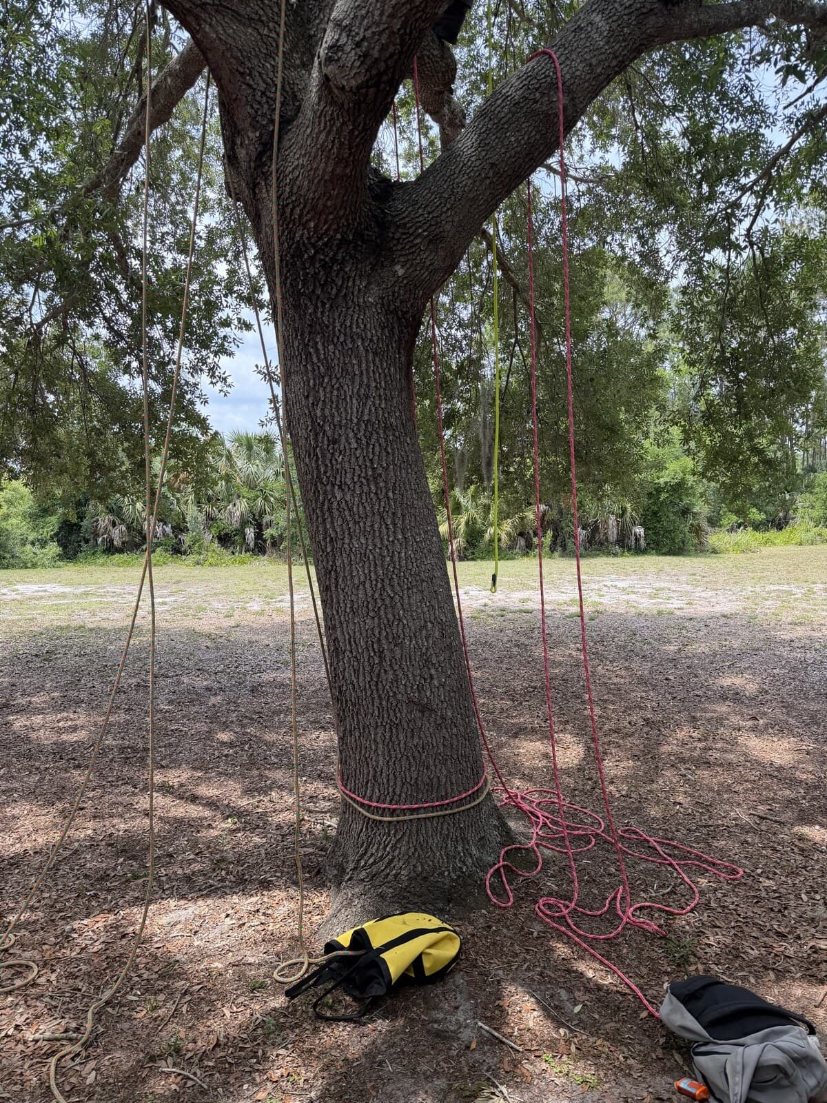 ISA Certified Arborist rigging a live oak with climbing ropes at a Central Florida development site