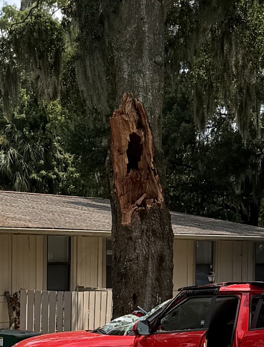 Close view of the failure surface on the oak stem showing a large internal decay cavity, with fresh torn wood around a hollow column and the crushed car below