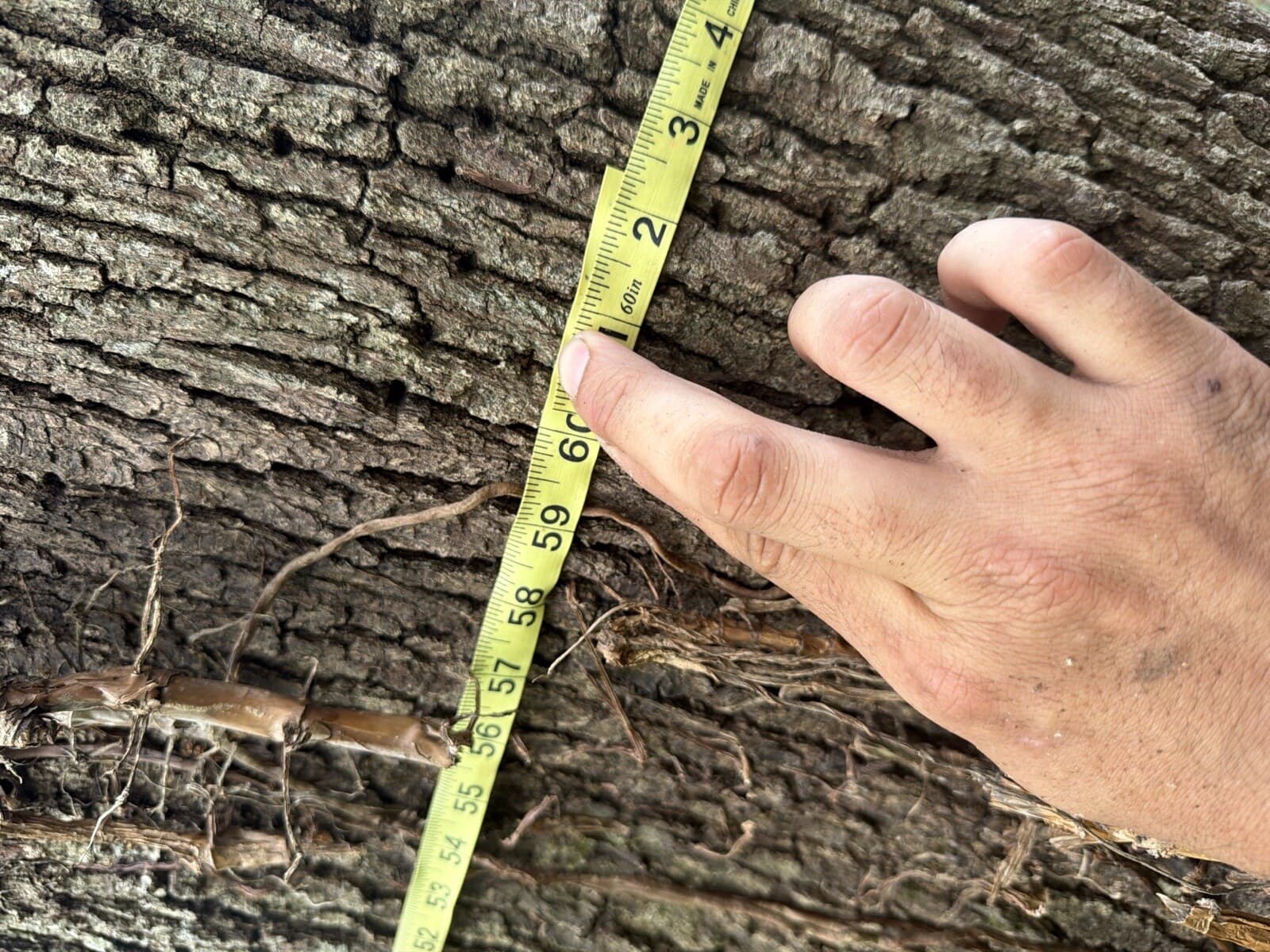 Measuring diameter at breast height (DBH) on a tree during a Central Florida tree inventory