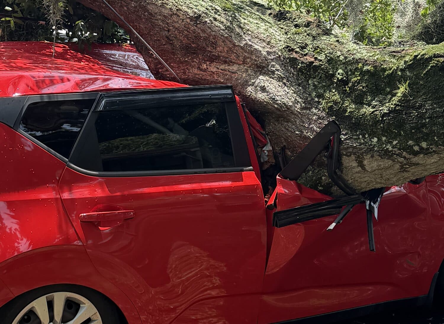 Close view of the fallen oak leader resting across the crushed driver's door and roof pillar of the parked car at the Daytona Beach apartment complex