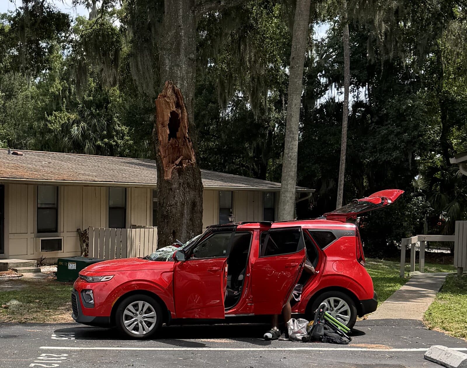 The same oak the next day with the failed leader removed, still standing over the crushed car, showing the torn failure scar and decay cavity on the stem